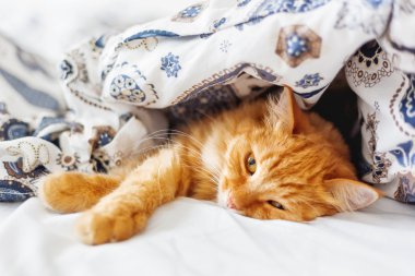 Şirin zencefil kedi bir battaniyenin altında yatakta yalan. Kabarık pet rahat uyumak için yerleşmiş. Komik hayvan ile rahat ev arka plan.
