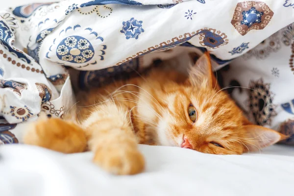 Cute ginger cat lying in bed under a blanket. Fluffy pet comfortably settled to sleep. Cozy home background with funny pet. — Stock Photo, Image