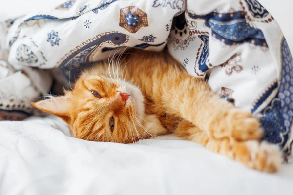 Cute ginger cat lying in bed under a blanket. Fluffy pet comfortably settled to sleep. Cozy home background with funny pet. — Stock Photo, Image