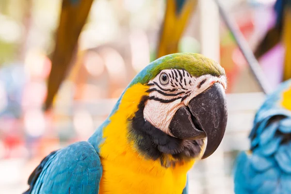 Guacamayo azul y amarillo (Ara ararauna), gran loro brillante inteligente . —  Fotos de Stock