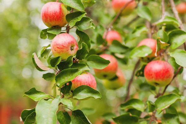 Czerwone jabłka na gałęzi drzewa jabłko. Wczesna jesień żniwa. — Zdjęcie stockowe
