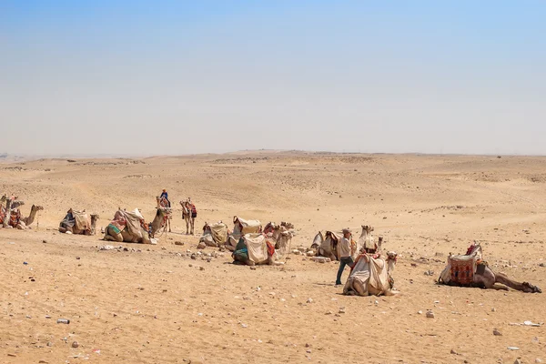 Giza, Egipt 11 września 2008. Cameleers z wielbłądy na pustyni arabskiej. — Zdjęcie stockowe
