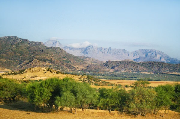 山与橄榄园。在突尼斯的景观. — 图库照片