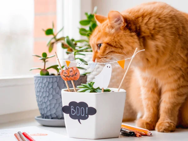 Söt Ingefära Katt Sniffar Blomkrukor Med Handgjorda Dekorationer För Halloween — Stockfoto