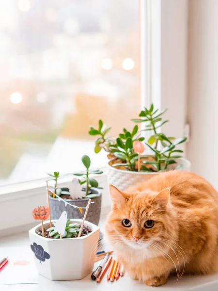 ハロウィンの手作りの装飾が施されたかわいい生姜猫と花のポット 多肉植物と花の鍋に幽霊とカボチャを描いた 居心地の良い家 — ストック写真