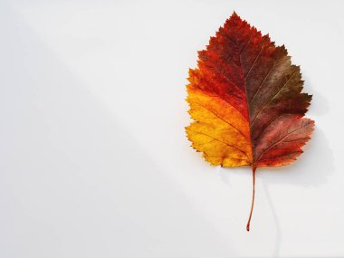 Parlak ve renkli sonbahar yaprağı. Işıklı ve gölgeli tek renkli geometrinin en üst görüntüsü. Minimalizm. Sonbahar sezonu.