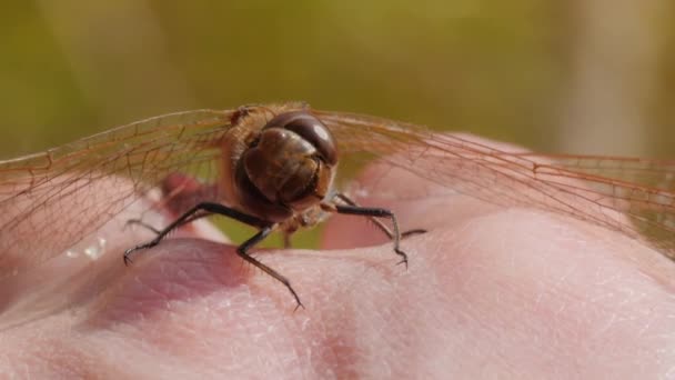 Libélula sentada na mão dos homens. Imagens macro de insectos à luz do sol. Fechar vídeo em câmera lenta. — Vídeo de Stock