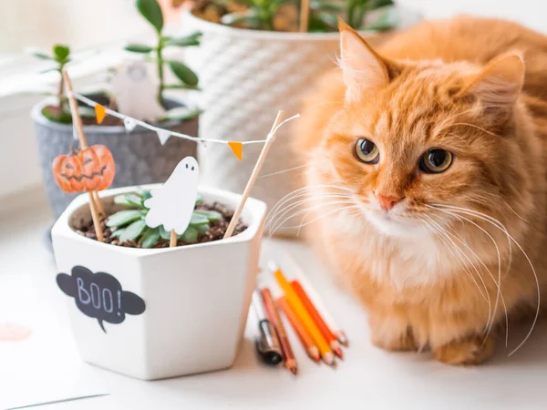 Söt Ingefära Katt Och Blomkrukor Med Handgjorda Dekorationer För Halloween — Stockfoto