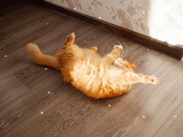 Niedliche Ingwerkatze Spielt Mit Sonnenreflexen Aus Glitzernder Spiegel Discokugel Flauschiges — Stockfoto