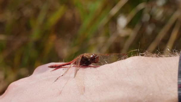 Libélula sentada na mão dos homens. Imagens macro de insectos à luz do sol. Fechar vídeo em câmera lenta. — Vídeo de Stock