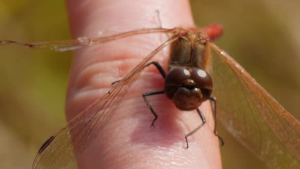 Libélula sentada na mão dos homens. Imagens macro de insectos à luz do sol. Fechar vídeo em câmera lenta. — Vídeo de Stock