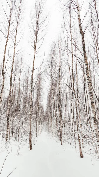 Téli Erdő Havas Útvonal Fák Között Tél Természetes Háttér Nyírfa — Stock Fotó
