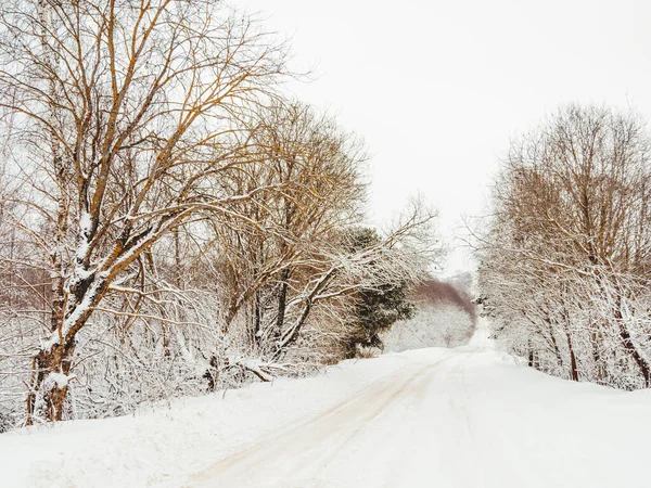 Tél Természetes Háttér Fák Országút Alatt Vidéki Táj Vidék — Stock Fotó