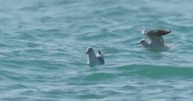 Karadeniz 'in dalgalarında sallanan martılar. Deniz kuşları güneşli bir günde masmavi suda bir şeyler yerler. Sochi, Rusya 'da kuş sürüsü.