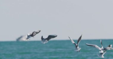 Karadeniz 'in dalgalarında sallanan martılar. Deniz kuşları güneşli bir günde masmavi suda bir şeyler yerler. Sochi, Rusya 'da kuş sürüsü.