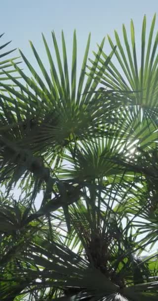 Sonne scheint durch Palmenblätter. Tropische Bäume blättern im Sonnenlicht. Sotschi, Russland. — Stockvideo