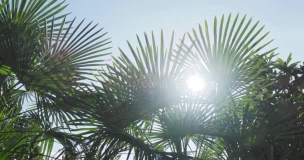 Солнце светит сквозь пальмовые листья. Тропические деревья растут при солнечном свете. Сочи, Россия. — стоковое видео