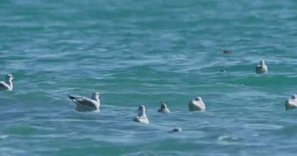 Meeuwen zwaaien op golven van de Zwarte Zee. Zeevogels eten iets in azuurblauw water op zonnige dag. Een zwerm vogels in Sochi, Rusland. — Stockvideo