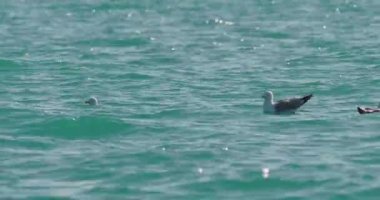 Karadeniz 'in dalgalarında sallanan martılar. Deniz kuşları güneşli bir günde masmavi suda bir şeyler yerler. Sochi, Rusya 'da kuş sürüsü.