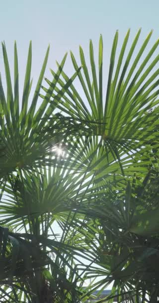 Sonne scheint durch Palmenblätter. Tropische Bäume blättern im Sonnenlicht. Sotschi, Russland. — Stockvideo