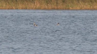 Gölette yüzen büyük ibikli domuz yağı. Güneşli bir günde doğal yaşam alanında su kuşları.