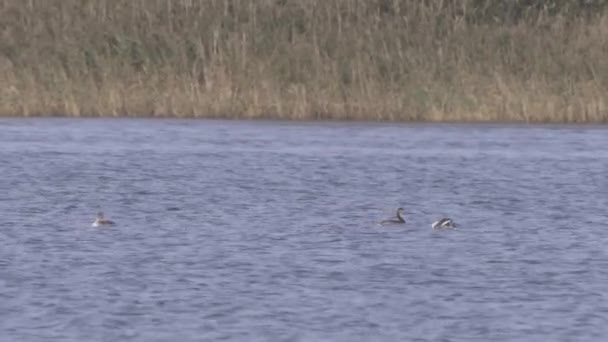 Grèbe huppé nageant dans l'étang. Oiseaux aquatiques dans un habitat naturel par temps ensoleillé. — Video