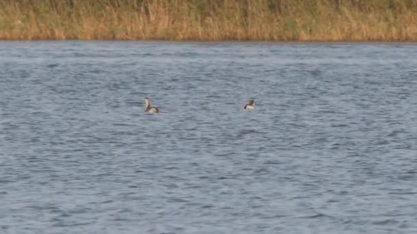 Haubentaucher schwimmen im Teich. Wasservögel an sonnigen Tagen in natürlichem Lebensraum. — Stockvideo