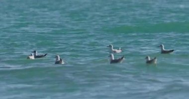 Karadeniz 'in dalgalarında sallanan martılar. Deniz kuşları güneşli bir günde masmavi suda bir şeyler yerler. Sochi, Rusya 'da kuş sürüsü.