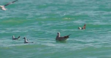 Karadeniz 'in dalgalarında sallanan martılar. Deniz kuşları güneşli bir günde masmavi suda bir şeyler yerler. Sochi, Rusya 'da kuş sürüsü.