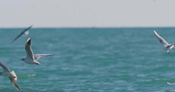 Meeuwen zwaaien op golven van de Zwarte Zee. Zeevogels eten iets in azuurblauw water op zonnige dag. Een zwerm vogels in Sochi, Rusland. — Stockvideo