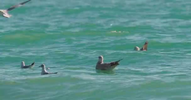 黒海の波に揺れるカモメ。海の鳥は晴れた日に紺碧の水の中で何かを食べる。ソチ,ロシアの鳥の群れ. — ストック動画