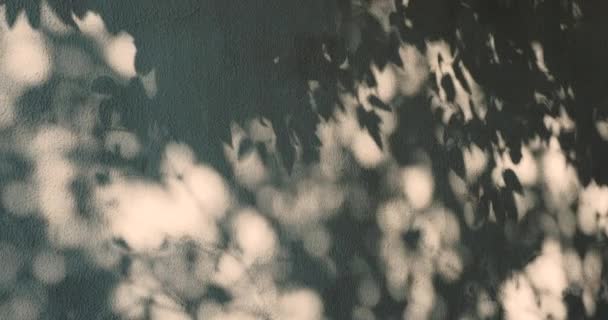 Spitzen Schatten von Palmen an der blauen Wand. Abstrakter Hintergrund mit einer schönen Textur. — Stockvideo