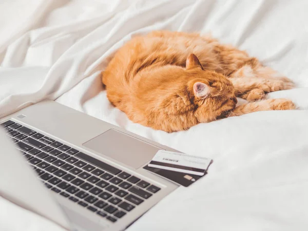 Vue Dessus Sur Mignon Chat Roux Couche Dans Lit Avec Image Libre De Droit Par Aksenovko C