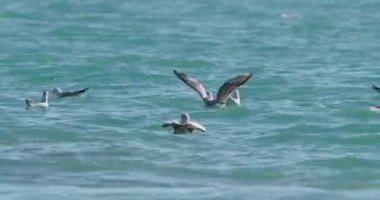 Karadeniz 'in dalgalarında sallanan martılar. Deniz kuşları güneşli bir günde masmavi suda bir şeyler yerler. Sochi, Rusya 'da kuş sürüsü.