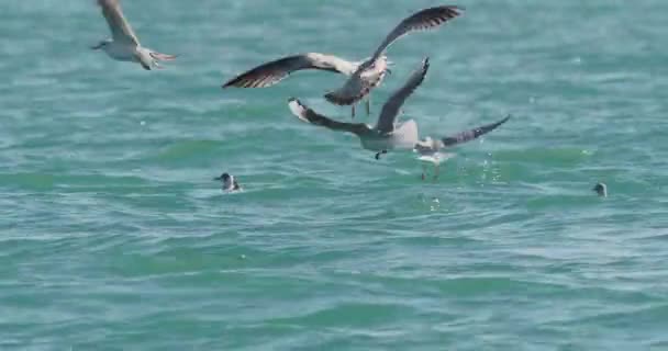 Meeuwen zwaaien op golven van de Zwarte Zee. Zeevogels eten iets in azuurblauw water op zonnige dag. Een zwerm vogels in Sochi, Rusland. — Stockvideo