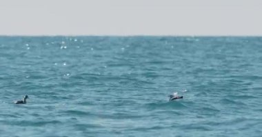 Karadeniz 'in dalgalarında sallanan martılar. Deniz kuşları güneşli bir günde masmavi suda bir şeyler yerler. Sochi, Rusya 'da kuş sürüsü.