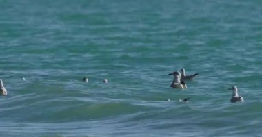 Karadeniz 'in dalgalarında sallanan martılar. Deniz kuşları güneşli bir günde masmavi suda bir şeyler yerler. Sochi, Rusya 'da kuş sürüsü.