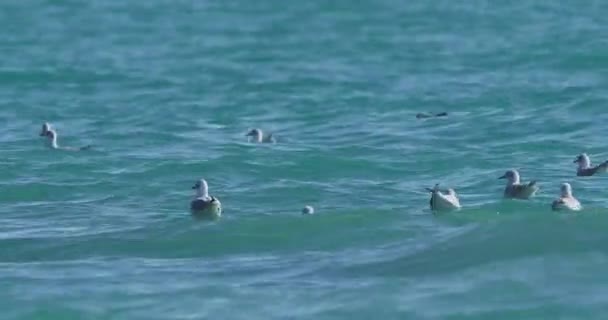 Seagulls swaying on waves of Black sea. Sea birds eat something in azure water at sunny day. Flock of birds at Sochi, Russia. — Stock Video