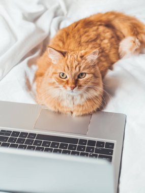 Laptopla yatakta yatan sevimli kızıl kedi. Bilgisayarlı tüylü hayvan. Tüylü evcil hayvan insan gibi uzaktan çalışır. Konforlu ev.