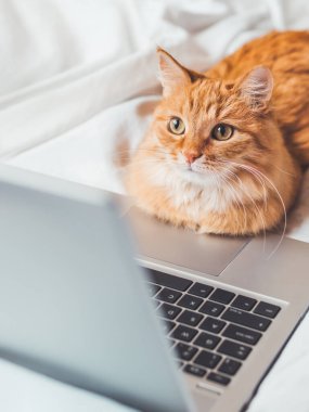 Laptopla yatakta yatan sevimli kızıl kedi. Bilgisayarlı tüylü hayvan. Tüylü evcil hayvan insan gibi uzaktan çalışır. Konforlu ev.