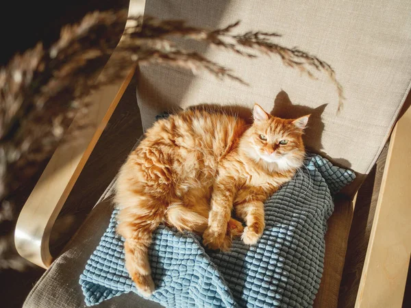 Ovanifrån Söt Ingefära Katt Liggande Kudden Fluffigt Husdjur Stirrar Torkat — Stockfoto