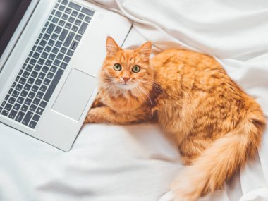 Laptopla yatakta yatan sevimli kızıl kedinin üst görüntüsü. Bilgisayarlı tüylü hayvan. Tüylü evcil hayvan insan gibi uzaktan çalışır. Konforlu ev.