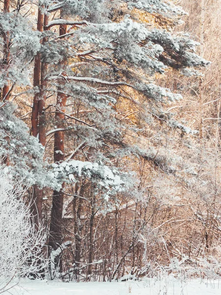Tél Erdőben Havas Idő Erdőben Napsütésben Fenyőfák Hóesés Után Természetes — Stock Fotó