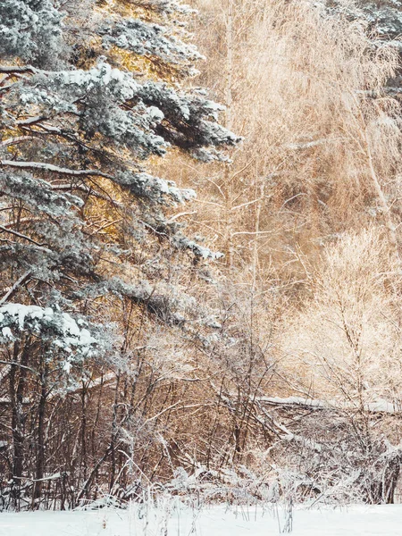 Tél Erdőben Havas Idő Erdőben Napsütésben Fenyőfák Hóesés Után Természetes — Stock Fotó
