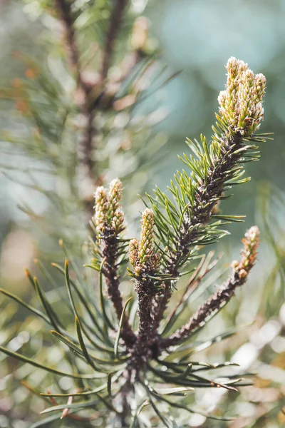 Bloeiende Dennenbomen Takken Naaldboom Bloei Lente Het Bos Natuurlijke Achtergrond — Stockfoto