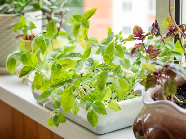Gartenarbeit Hause Basilikumsetzlinge Blumentopf Auf Der Fensterbank Zimmerpflanzen — Stockfoto