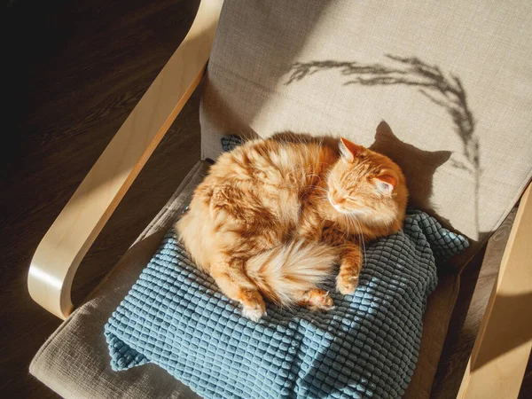 枕の上に横たわる可愛い生姜猫の上からの眺め ふわふわのペットが椅子で寝ている 太陽と居心地の良い家 — ストック写真