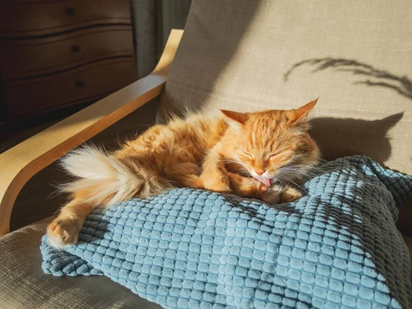 Gato Gengibre Bonito Está Lambendo Almofada Cadeira Animal Estimação Fofo — Fotografia de Stock