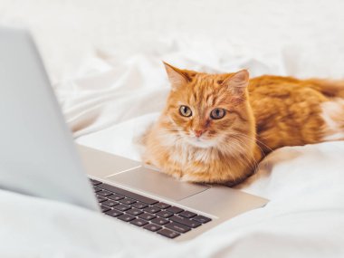 Laptopla yatakta yatan sevimli kızıl kedi. Bilgisayarlı tüylü hayvan. Tüylü evcil hayvan insan gibi uzaktan çalışır. Konforlu ev.