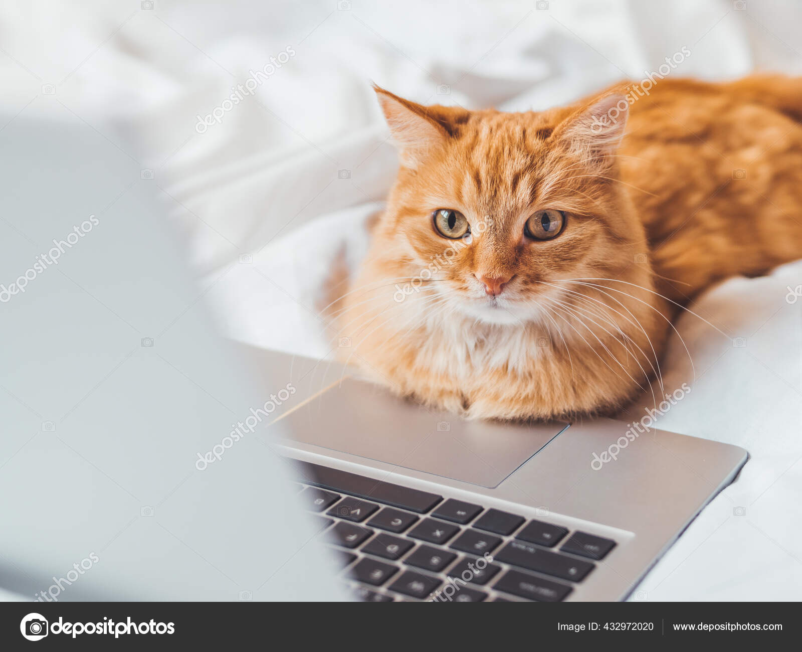 かわいい生姜猫はノートパソコンでベッドに横たわっています コンピュータとふわふわのペット ぼんやりとした家畜は人間のように遠隔操作する 居心地の良い家 ストック写真 C Aksenovko かわいい生姜猫はノートパソコンでベッドに横たわっています コンピュータとふわふわのペット ぼんやりとした家畜は人間のように遠隔操作する 居心地の良い家 ストック写真 C Aksenovko